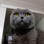 Arif Kurt Profile Picture
