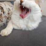 Uğur Profile Picture